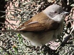 (Lesser Whitethroat) male