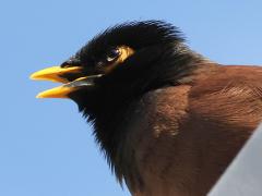 (Common Myna) singing