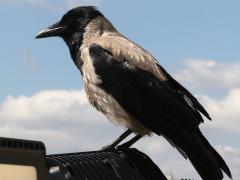 (Hooded Crow) standing