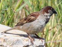 (House Sparrow) male