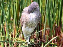 (Grey Heron) jouyi sleeping