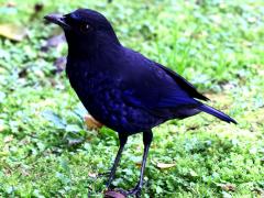 (Taiwan Whistling-Thrush) standing