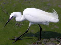 (Little Egret) walking