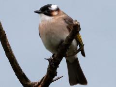 (Taiwan Bulbul) belly