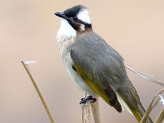 (Taiwan Bulbul) perching