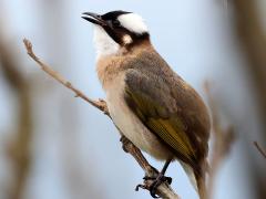 (Taiwan Bulbul) singing