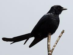 (Black Drongo) perching