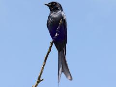 (Black Drongo) ventral