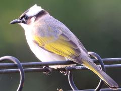 (Taiwan Bulbul) perching