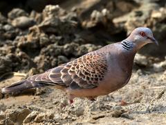 (Taiwan Oriental Turtle-Dove) lateral