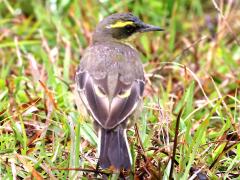 (Eastern Yellow Wagtail) taivana dorsal