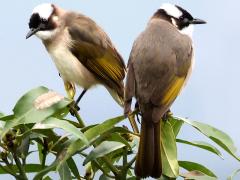 (Taiwan Bulbul) pair