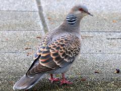 (Taiwan Oriental Turtle-Dove) dorsal