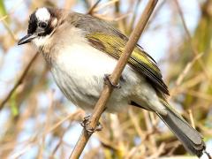 (Taiwan Bulbul) perching