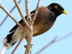 (Common Myna) perching