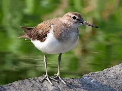 (Common Sandpiper) frontal