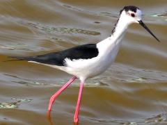 (Black-winged Stilt) juvenile