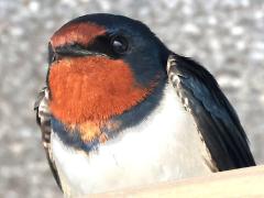 (Barn Swallow) sitting