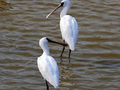 (Black-faced Spoonbill) standing