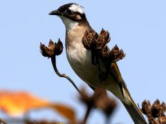 (Taiwan Bulbul) perching