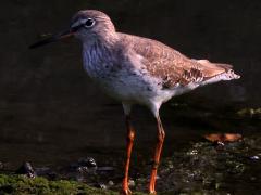 (Common Redshank) standing