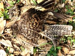 (Savanna Nightjar) dead dorsal