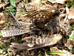 (Savanna Nightjar) dead ventral