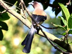 (Taiwan Gray Treepie) dorsal