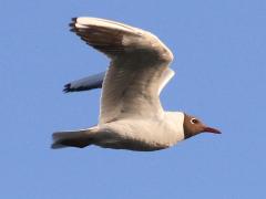 (Black-headed Gull) flies