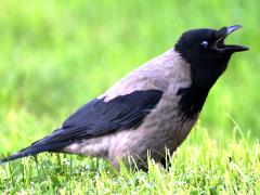 (Hooded Crow) crowing