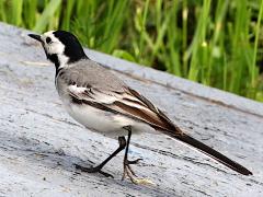 (White Wagtail) walking