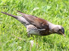 (Fieldfare) stalks