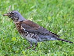 (Fieldfare) standing