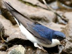 (Common House Martin) gathering mud