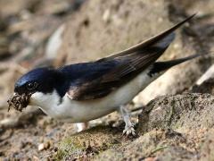 (Common House Martin) mudding