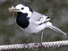 (White Wagtail) feeding