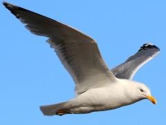 (Herring Gull) flying