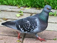 (Feral Pigeon) walking