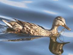 (Mallard) female