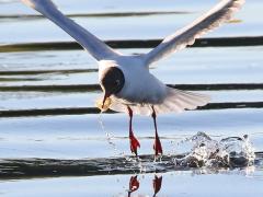 (Black-headed Gull) snatching