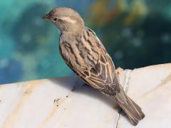 (House Sparrow) female