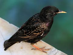 (European Starling) standing