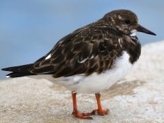 (Ruddy Turnstone) standing