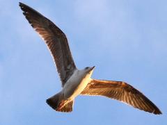 (Yellow-legged Gull) juvenile glides