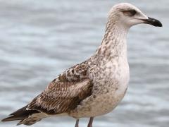 (Yellow-legged Gull) juvenile standing