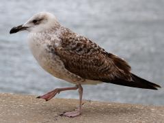 (Yellow-legged Gull) juvenile walking