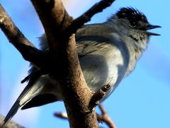 (Eurasian Blackcap) male singing