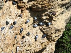 (Rock Pigeon) roosting