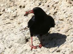 (Red-billed Chough) feeds