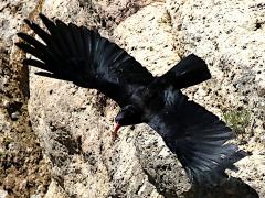 (Red-billed Chough) flight